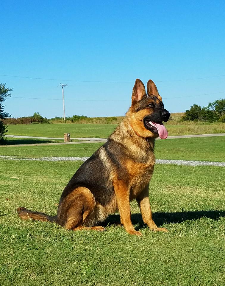 What is the largest German shepherd?