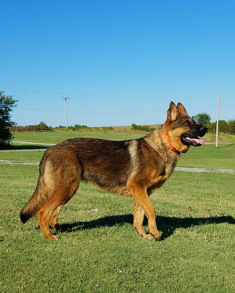 Old Fashioned Giant German Shepherd Puppies For Sale Ayers Legends 
