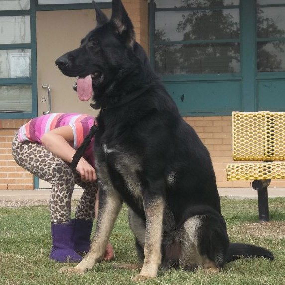 Extra Large German Shepherd Puppies For Sale Ayers Legends German