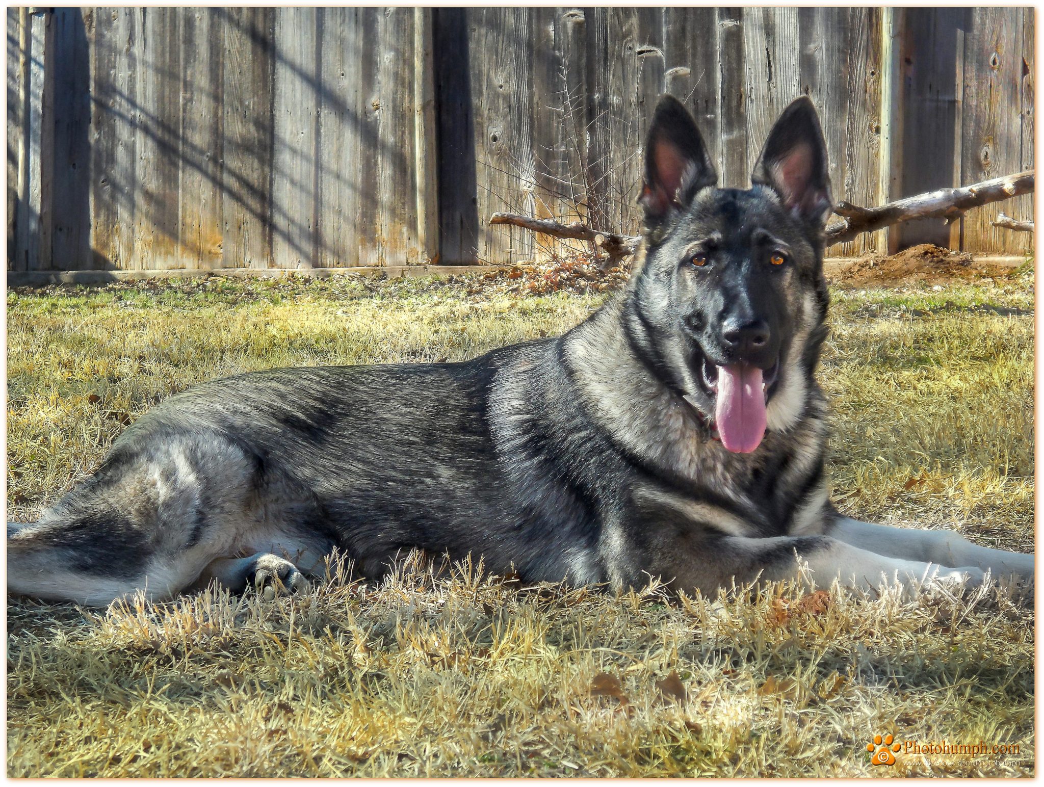 Zella Ayers Legends German Shepherds