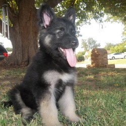 Giant Old-Fashioned German Shepherd Puppies | Ayers Legends German ...