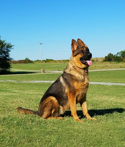 X-Large German Shepherd Puppies for Sale | Ayers Legends German Shepherds