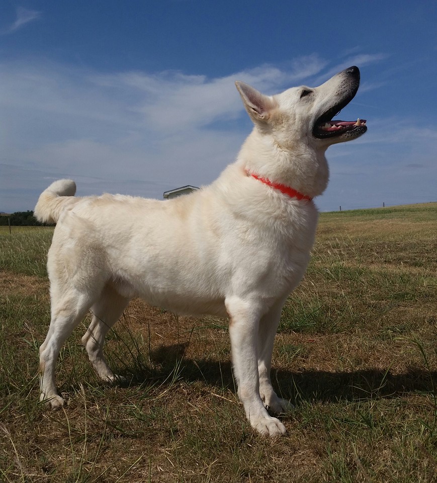 Keystone | Ayers Legends German Shepherds