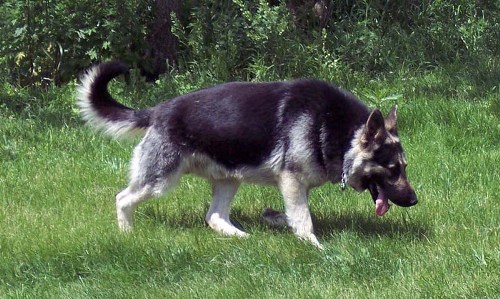 Black and silver German shepherds for sale Kansas