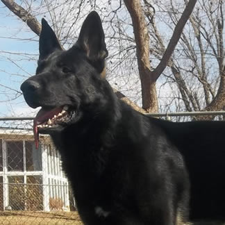 Large old fashioned German shepherds will ship to other states