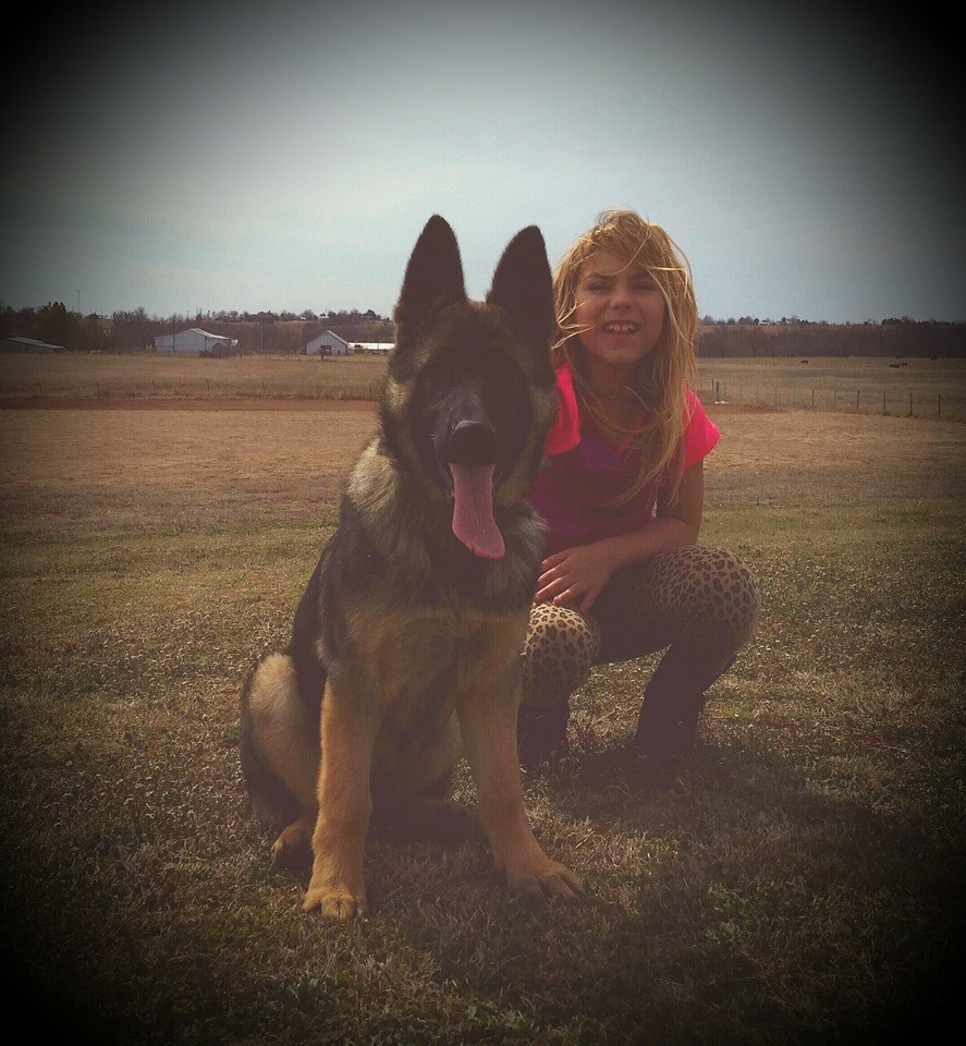 gemma-4-months-with-paris-ayers-legends-german-shepherds