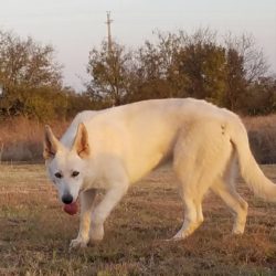 Giant Old-Fashioned German Shepherd Puppies | Ayers Legends German ...