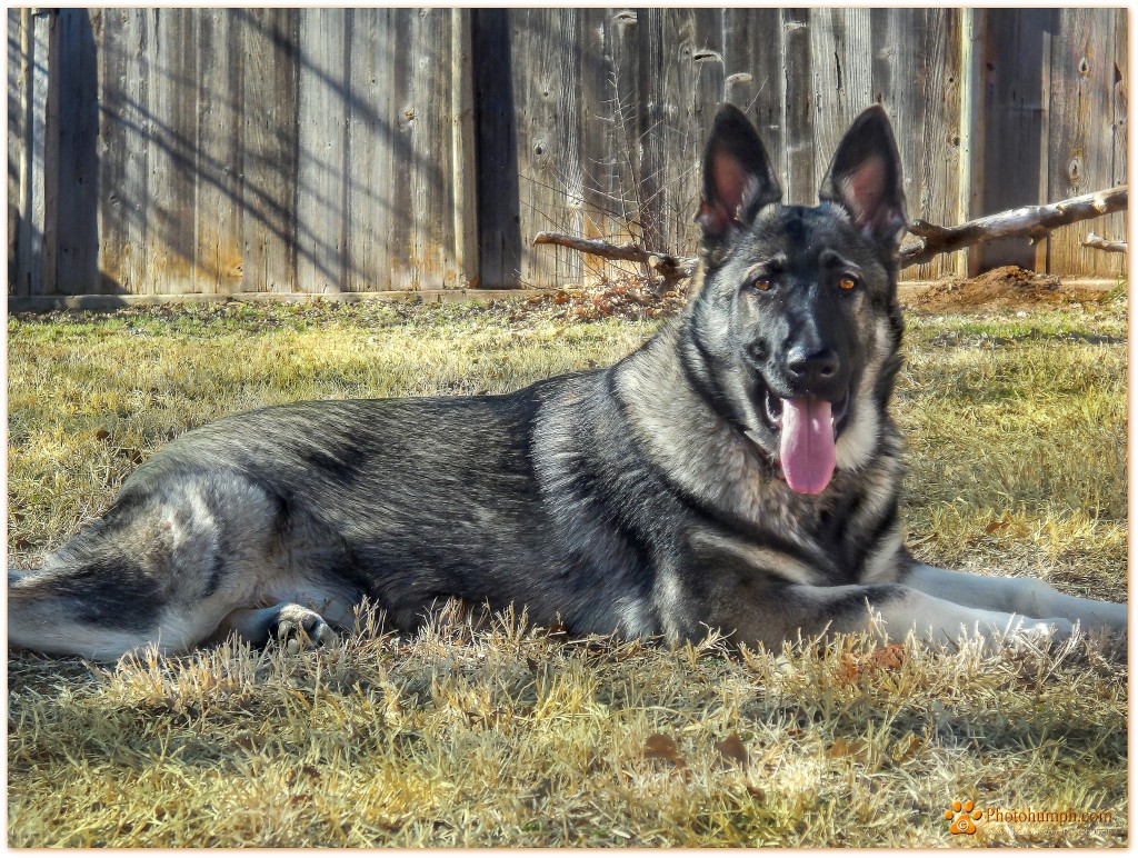 Zella X Large Silver Sable