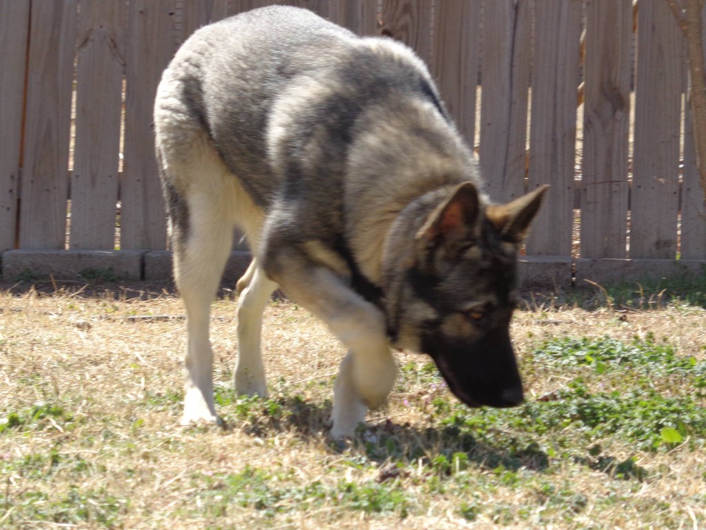 zella front