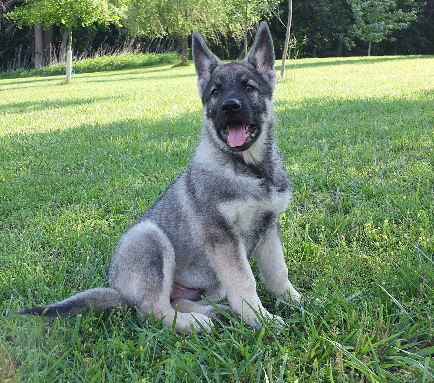 X-Large German Shepherd Puppies for Sale | Ayers Legends ...
