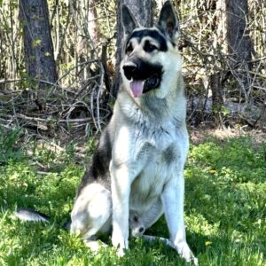 Giant Old-Fashioned German Shepherd Puppies | Ayers Legends German ...